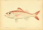 SHORT-TAILED RED SNAPPER print (Eteliscus Marshi Jenkins) 