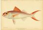 LONG-TAIL RED SNAPPER print (Etelis Evurus - Jordan)