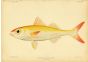 JAPANESE RUBYFISH print (Erythrichthys Schlegeli)