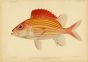 YELLOWSTRIPED SQUIRRELFISH print (Holocentrus Ensifer - Jordan)