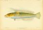 CIGAR WRASSE print (Cheilio Inermis)