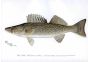 THE PIKEPERCH OR WALL-EYED PIKE print
