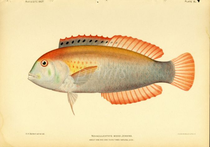 WOOD'S RAZORFISH print (Novaculichthys)