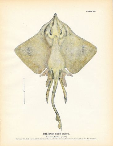 THE BARN-DOOR SKATE fish print ( Raia laevis)