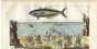 WILHELM - MACKEREL - SEA FISHING engraving  1802