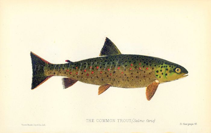 THE COMMON TROUT print (Salmo fario - Brown trout)