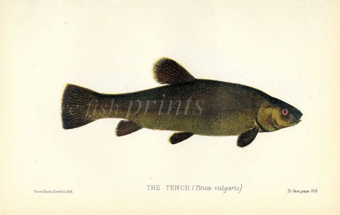 THE TENCH print (Tinca vulgaris)
