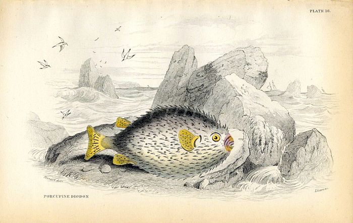 JARDINE/LIZARS - THE PORCUPINE DIDON fish print