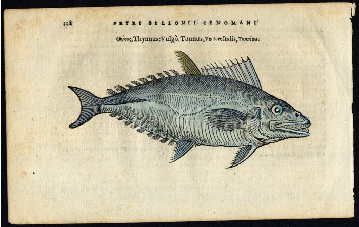 BELON WOODCUT FISH PRINTS - THE ATLANTIC BLUEFIN TUNA 1553