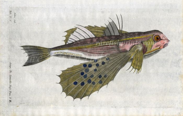 THE FLYING GURNARD - Milvus - fish print