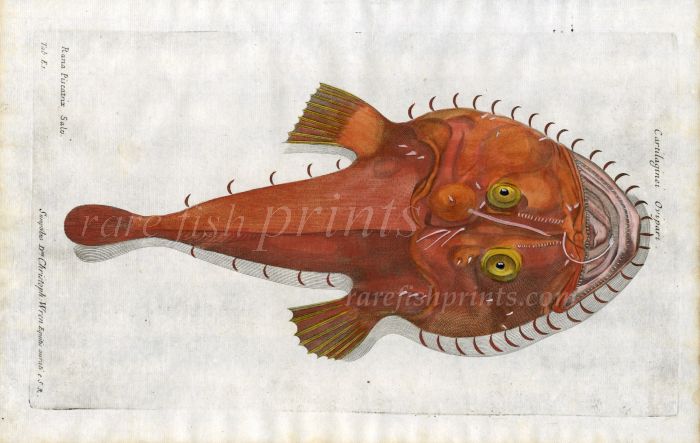 THE MONKFISH / ANGLER - Rana Piscatrix fish print