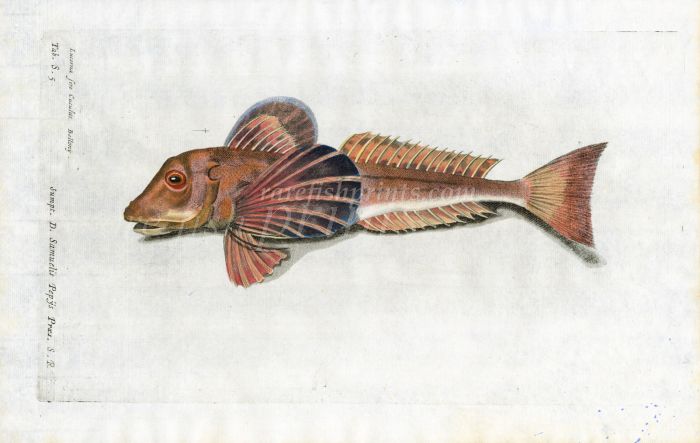 THE TUB GURNARD - Lucerna Cuculus - fish print