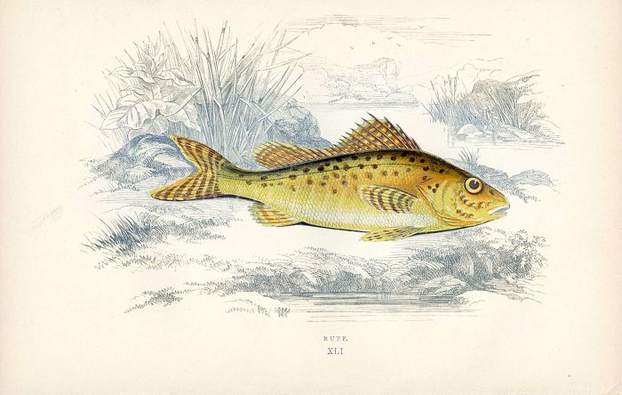 THE RUFF fish print