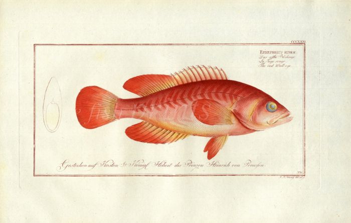 THE RED WALL-EYE Bloch fish print 1793 (Epinephelus Ruber)
