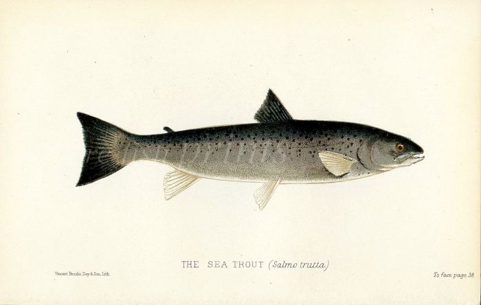 THE SEA TROUT (salmo trutta) fish print