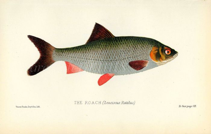 THE ROACH print ( Leuciscus Rutilus)