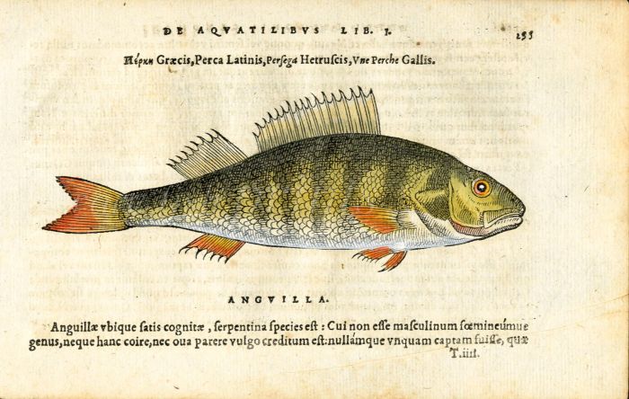 BELON WOODCUT FISH PRINTS - THE PERCH (Perca) 1553