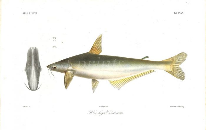 HELICOPHAGUS WAANDERSII catfish print
