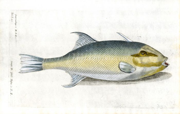 THE FILEFISH - Guaperualonga fish print