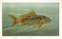THE MIRROR CARP print (Cyprinus carpio)