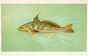 THE KINGFISH print ( Menticirrhus nebutosus)
