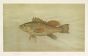 THE SEA BASS print ( Centropristis striatus) 