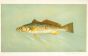 THE WEAKFISH or SQUETEAGUE print ( Cynoscion regale)