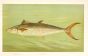 THE SPANISH MACKEREL print ( Scomberomorus maculatus)