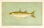 THE STRIPED MULLET print ( Mugil brasiliensis)