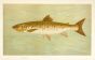  THE OUANANICHE ATLANTIC SALMON print ( Salmo salar quananiche) 