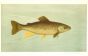 THE HYBRID TROUT print - Cross between the Lake Trout and Brook Trout. 