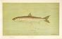 THE CISCO OF LAKE GENEVA Wis. print (Argyrosomus artedi sisco)