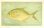 THE POMPANO or PERMIT print (Trachinotus carolinus)