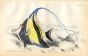 JARDINE/LIZARS - THE HORNED ZANCLUS  or CHAETODON fish print 1843