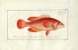 THE RED WALL-EYE Bloch fish print 1793 (Epinephelus Ruber)
