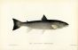 THE SEA TROUT (salmo trutta) fish print