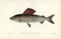 THE GRAYLING print (Thymallus vulgaris)