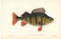 THE PERCH print (perca fluviatilis)