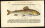 BELON WOODCUT FISH PRINTS - THE GRAYLING 1553
