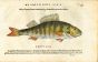 BELON WOODCUT FISH PRINTS - THE PERCH (Perca) 1553