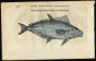 BELON WOODCUT FISH PRINTS - THE ATLANTIC BLUEFIN TUNA 1553
