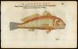 BELON WOODCUT FISH PRINTS - THE BROWN MEAGRE - CORB - 1555