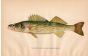 THE PIKE PERCH