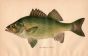 THE WHITE PERCH