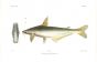 HELICOPHAGUS WAANDERSII catfish print