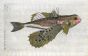 THE FLYING GURNARD - Milvus - fish print