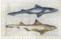THE DOGFISH SHARK & SMOOTH-HOUND SHARK - Mustelus & Leavis fish print