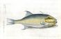 THE FILEFISH - Guaperualonga fish print
