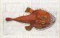 THE MONKFISH / ANGLER - Rana Piscatrix fish print