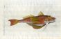 THE SAPPHIRINE GURNARD - fish print